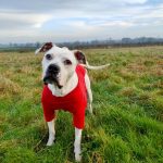 Update from Moose, the American Bulldog needing cancer treatment