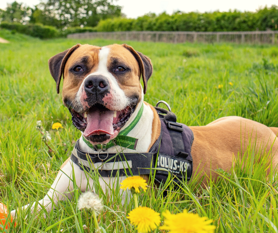 Can you help Winston, the English Bulldog? - Cotswolds Dogs and Cats Home