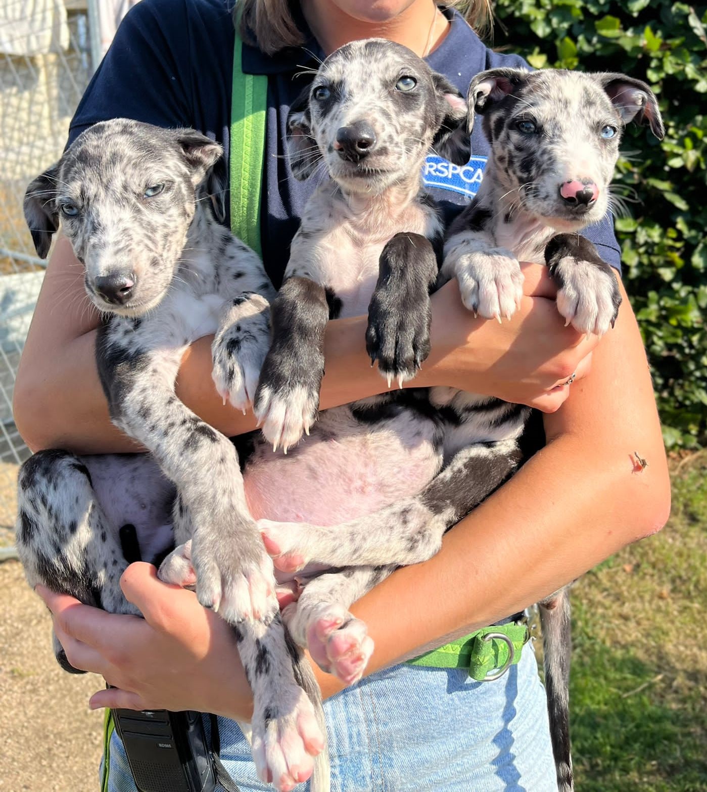 Blue sales merle lurcher