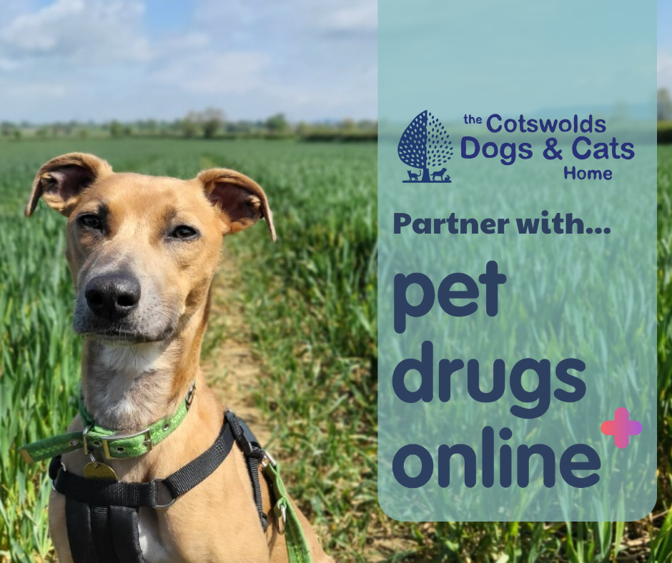 Online store pet pharmacies