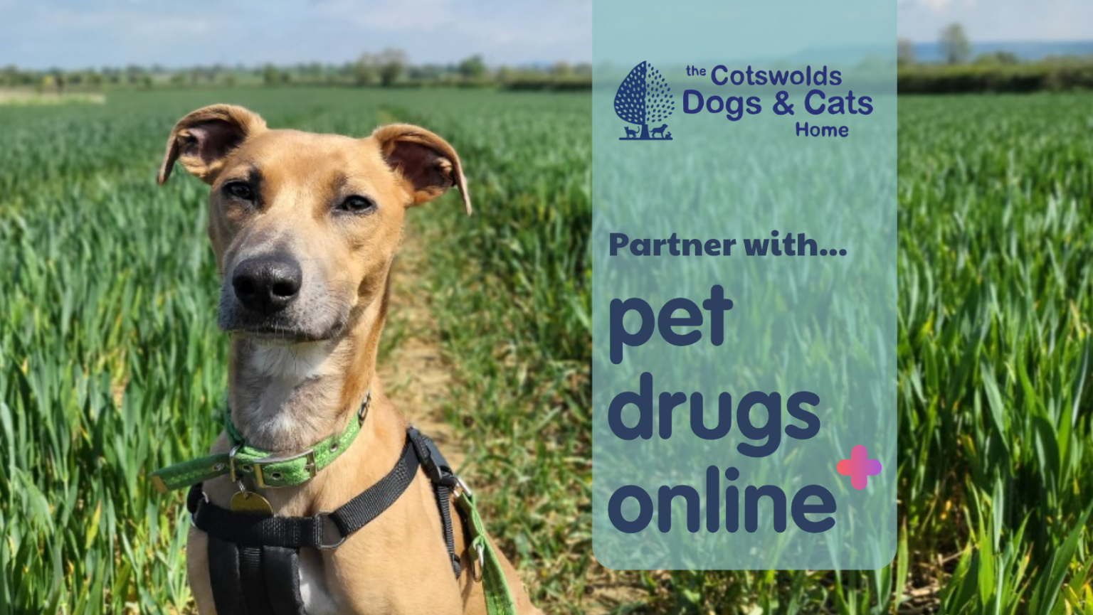 New partnership with Pet Drugs Online Cotswolds Dogs and Cats Home