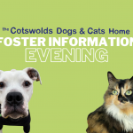 Foster Information Evening
