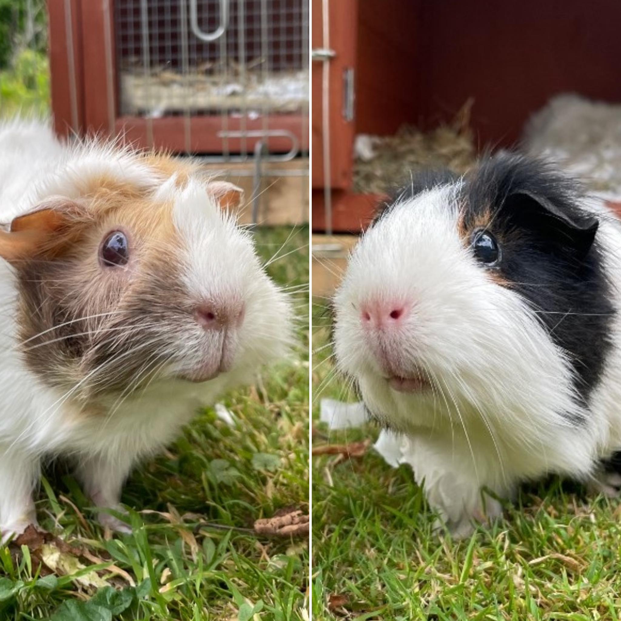 Penny & Poppy - Cotswolds Dogs and Cats Home