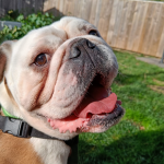 Can you help Winston, the English Bulldog?