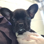 Cheddar, the French Bulldog puppy, finds his forever home