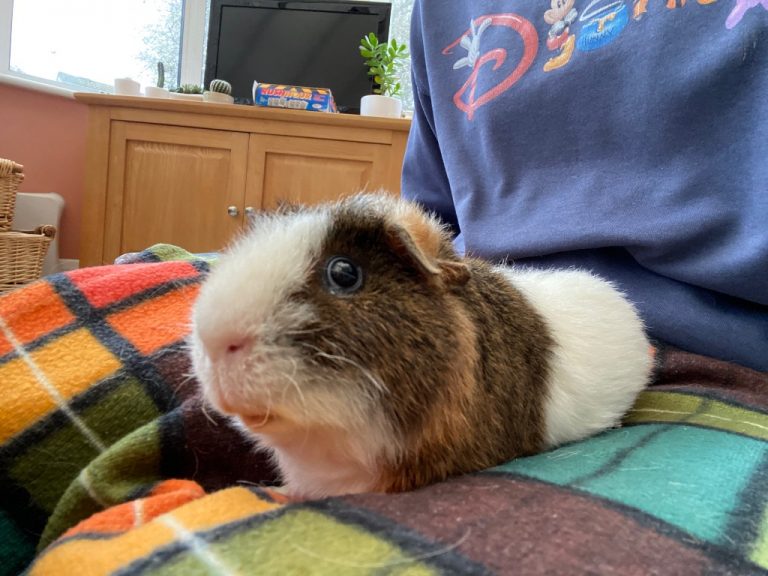 Truffles Cotswolds Dogs and Cats Home