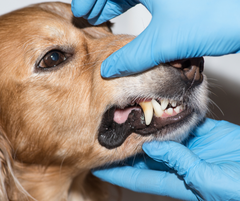 vet dental treatment dog cat