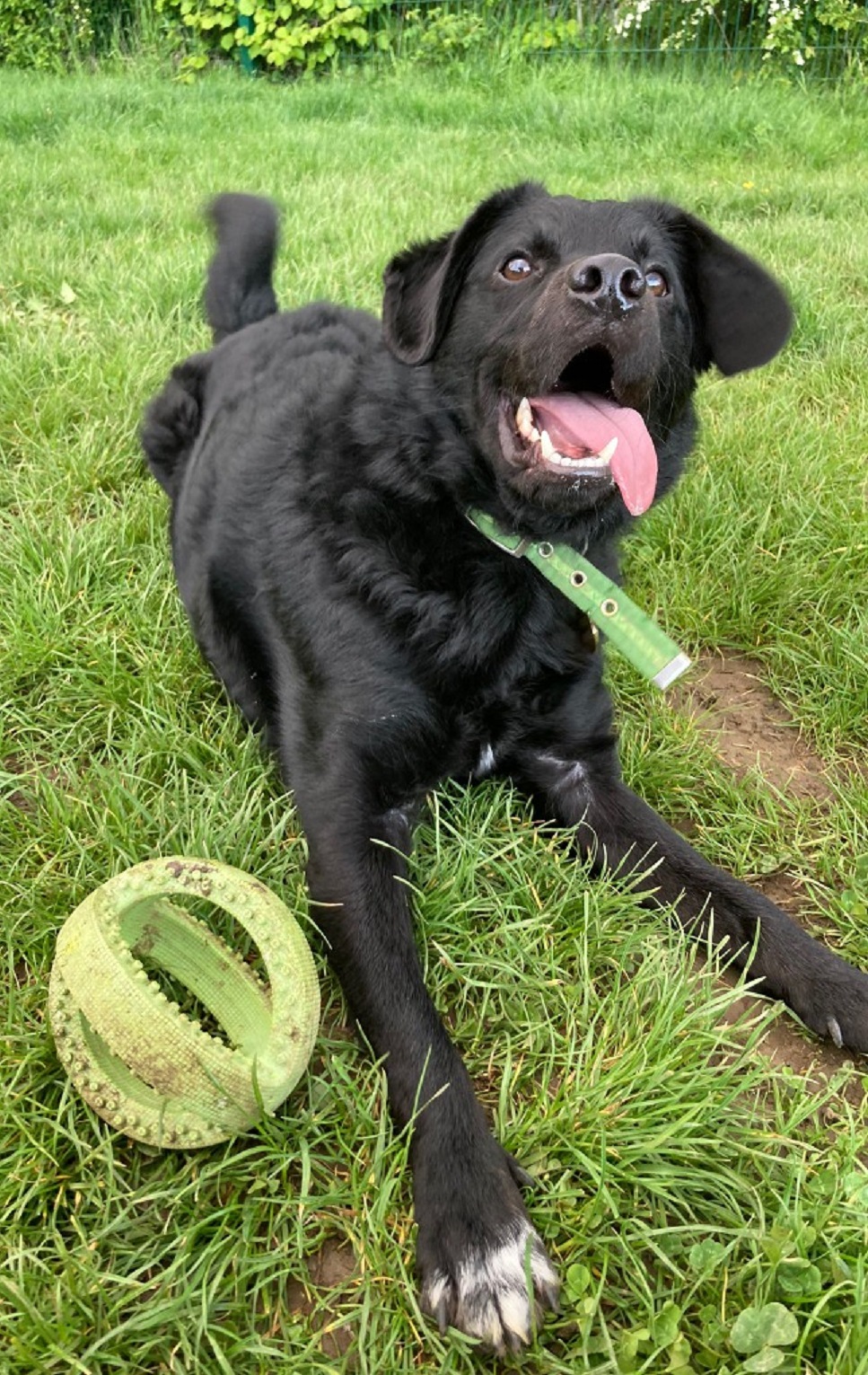 Thor - Cotswolds Dogs and Cats Home