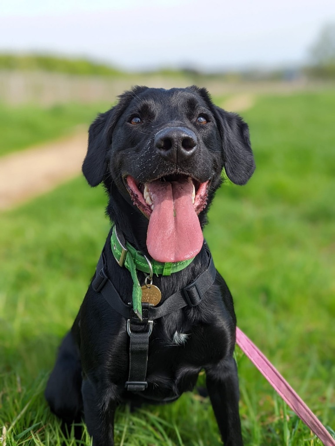 Alfie - Cotswolds Dogs and Cats Home