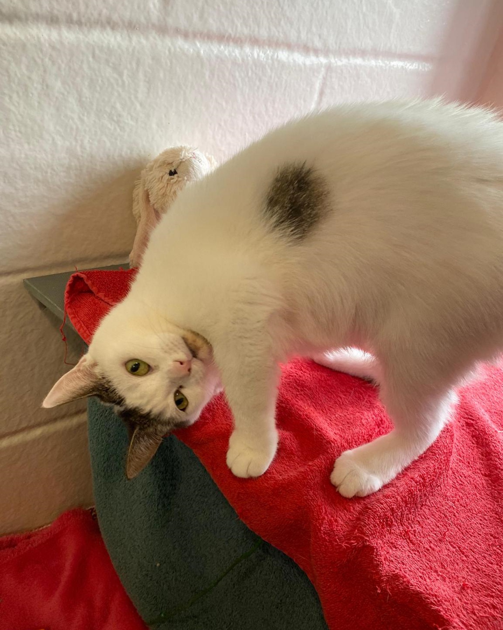 Mittens Cotswolds Dogs and Cats Home