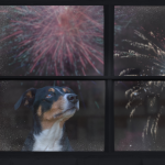 Helping your animals cope with fireworks