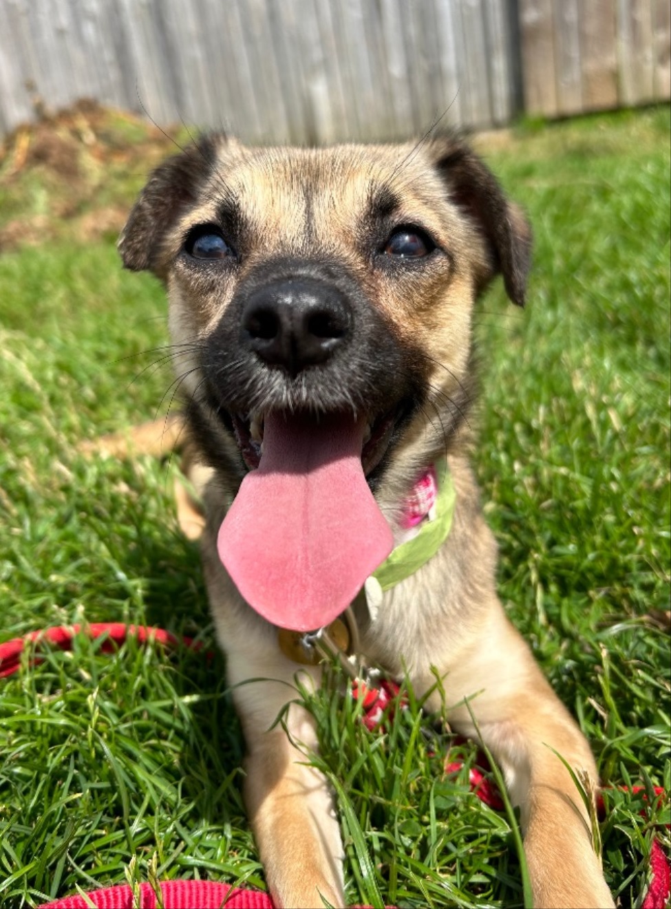 Berry - Cotswolds Dogs and Cats Home