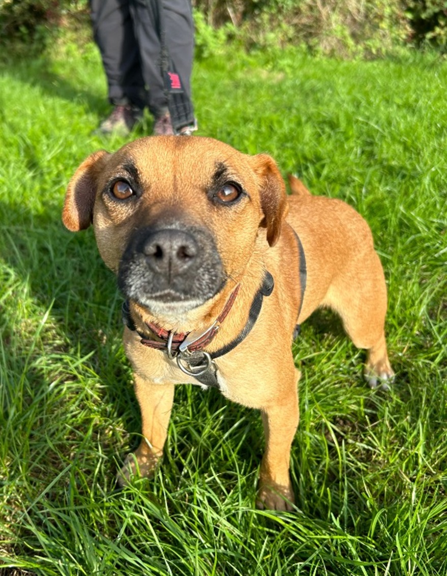 Pinky - Cotswolds Dogs and Cats Home