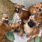 Seven puppies, abandoned in a cardboard box!
