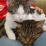 A Purr-fect Update from Woody & Archie’s Forever Home!