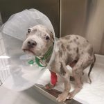 Emergency appeal for Sully