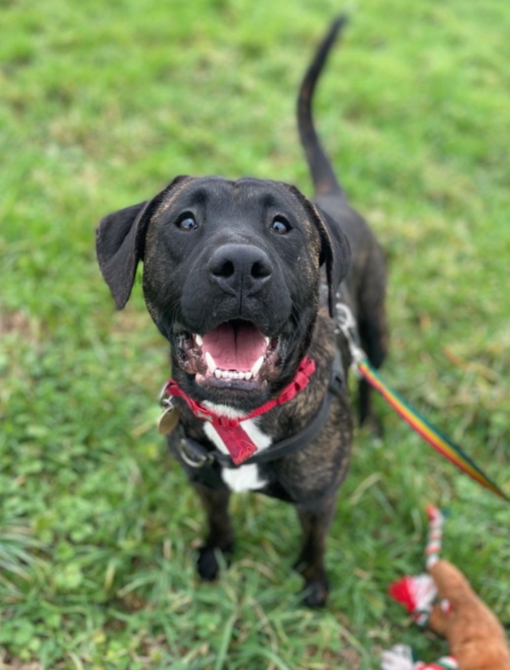 Norman - Cotswolds Dogs and Cats Home