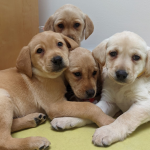 Puppy love, The tale of the fabulous four, and the fight against unlicensed breeding.
