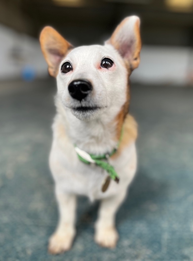 Molly - Cotswolds Dogs and Cats Home