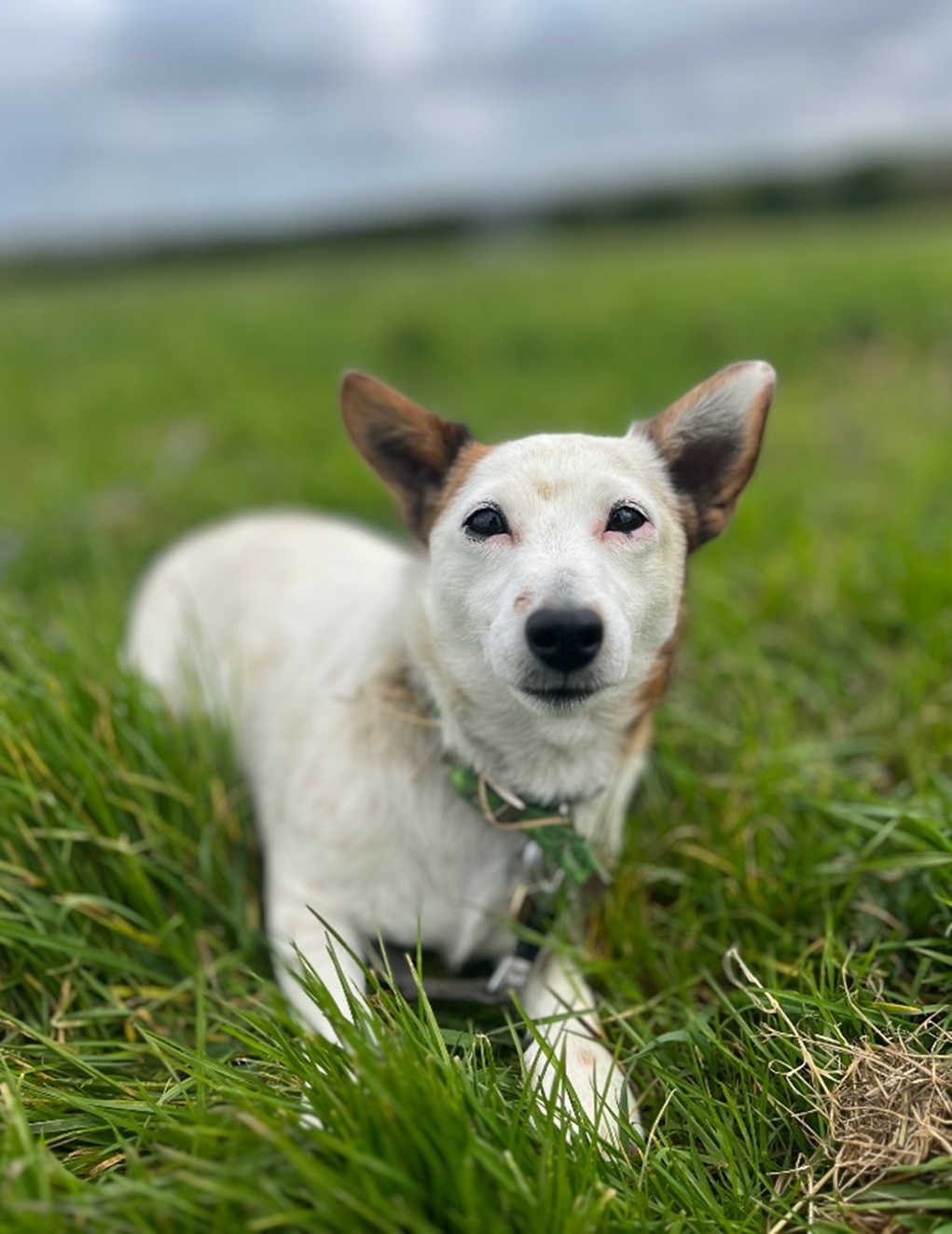 Molly - Cotswolds Dogs and Cats Home