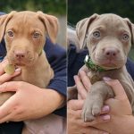 Staffordshire Bull Terrier Puppies, Abandoned Next To A Canal