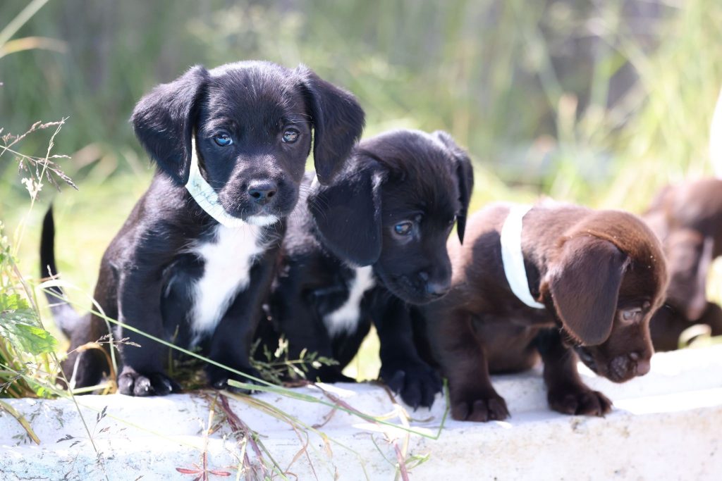 Applications closed  - Bridgerton Puppies