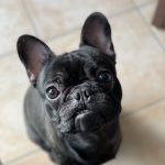 100 Dog Names: Paw-some Picks for Your Canine Companion