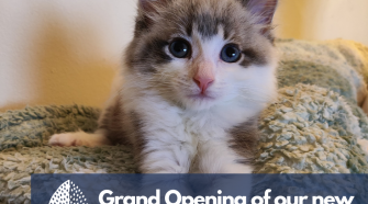 The Cotswolds Dogs & Cats Home Celebrates the Grand Opening of It's Newest Charity Shop in Stroud!