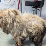 Dog Rescued from Squalor: A Heartbreaking Tale of Survival and Hope