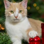 The CDCH Christmas gift guide for pets