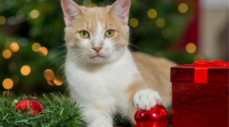 The CDCH Christmas gift guide for pets