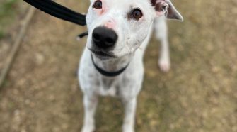 Help Poppy On Her Journey To A Better Life.