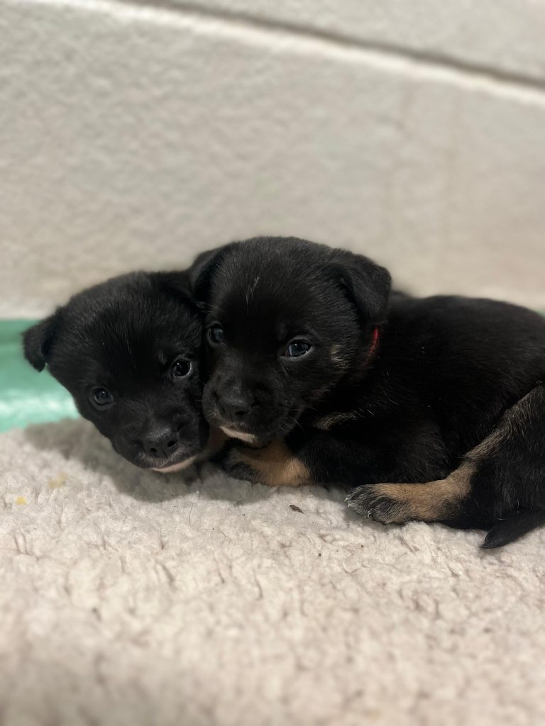 Shepherd X puppies - Albert and Victoria (2 homes needed)