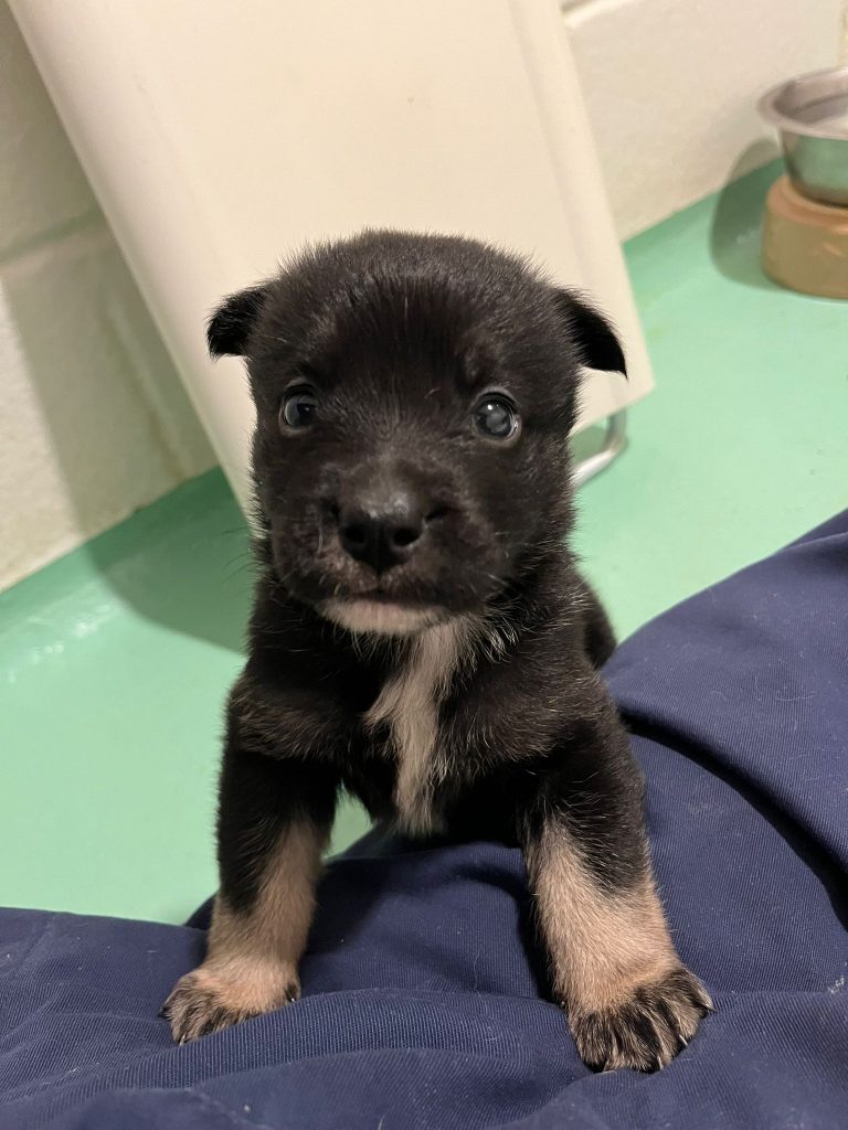 Shepherd X puppies - Albert and Victoria (2 homes needed)