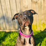 Meet Stella: Our Loving Lurcher X, Looking For Her Forever Home