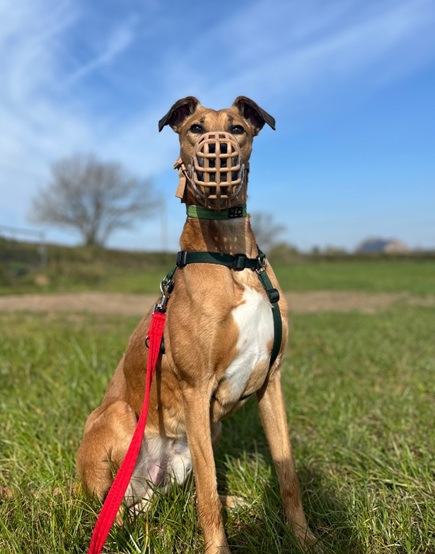 Bruno
