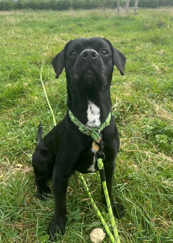 Ringo