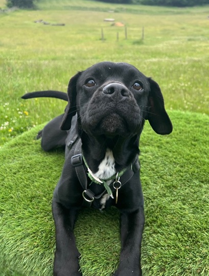 Ringo