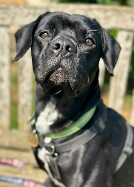 Ringo