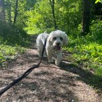 Unusual Dog Names