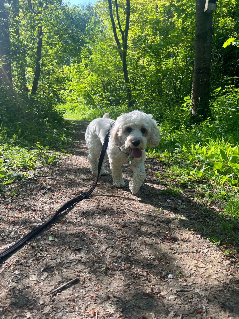 Teddy