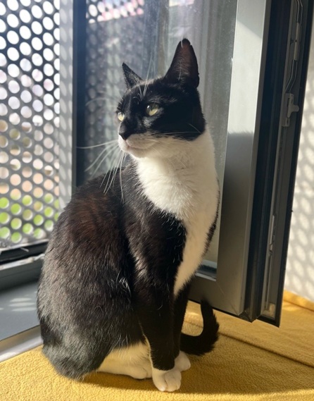 Merlin