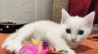 This Christmas, Give a Dog the Gift of Comfort