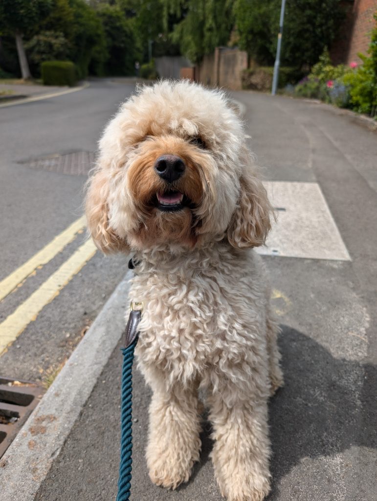 Albie