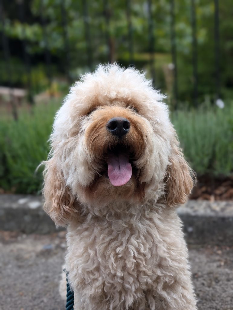 Albie
