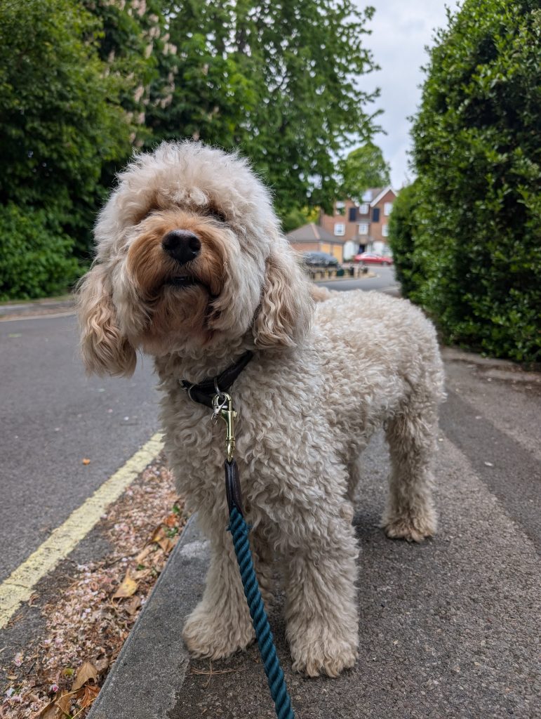 Albie