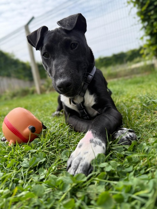 Bella