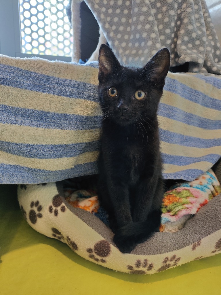 Kittens - Callie, Flo & Binx