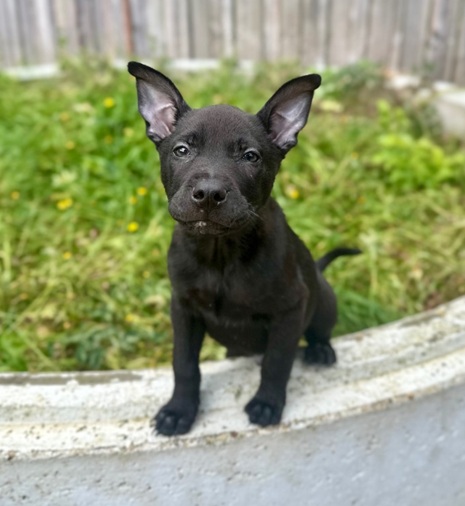 Shar Pei X German Shepherd - Puppies