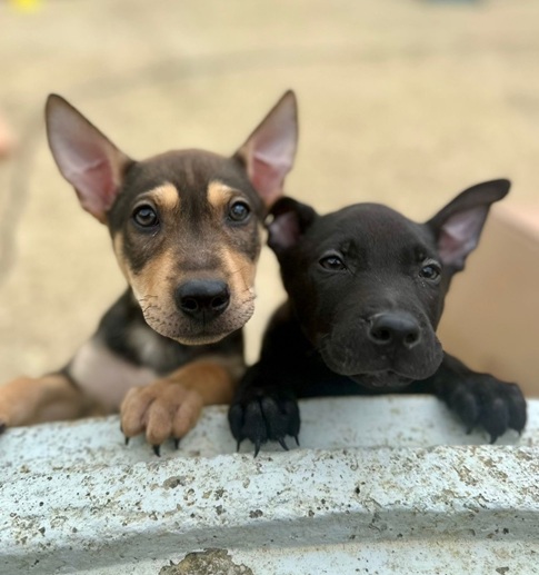 Shar Pei X German Shepherd - Puppies